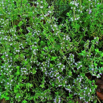 Photographie de Thym d'hiver (Thymus vulgaris), sélection proposée en semences W.H. Perron. Le visuel présente l’apparence de la plante ou de sa récolte et permet d’en observer les formes et les couleurs. Cette vue illustre les caractéristiques visibles de la sélection, dans une présentation destinée à accompagner son identification et à montrer son intérêt au jardin.
