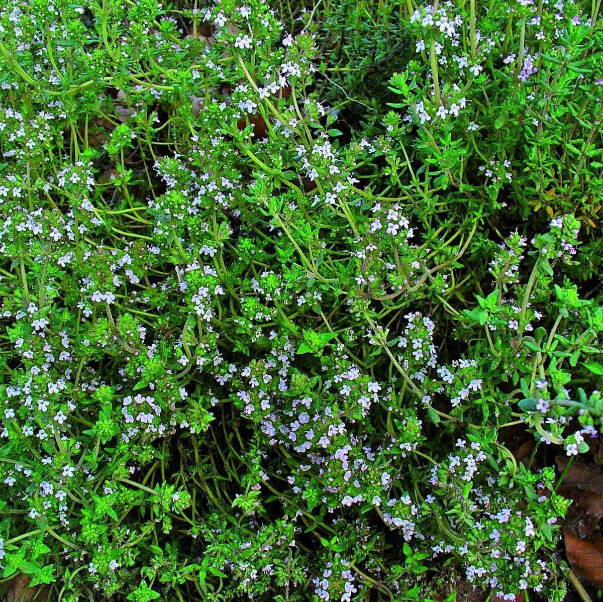 Photographie de Thym d'hiver (Thymus vulgaris), sélection proposée en semences W.H. Perron. Le visuel présente l’apparence de la plante ou de sa récolte et permet d’en observer les formes et les couleurs. Cette vue illustre les caractéristiques visibles de la sélection, dans une présentation destinée à accompagner son identification et à montrer son intérêt au jardin.