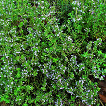 Photographie de Thym d'hiver (Thymus vulgaris), sélection proposée en semences W.H. Perron. Le visuel présente l’apparence de la plante ou de sa récolte et permet d’en observer les formes et les couleurs. Cette vue illustre les caractéristiques visibles de la sélection, dans une présentation destinée à accompagner son identification et à montrer son intérêt au jardin.