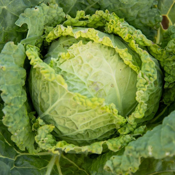 Chou pommé Savoie Winter King (<em>Brassica oleracea var. sabauda</em> ‘Winter King’)