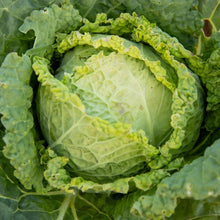 Chou pommé Savoie Winter King (<em>Brassica oleracea var. sabauda</em> ‘Winter King’)