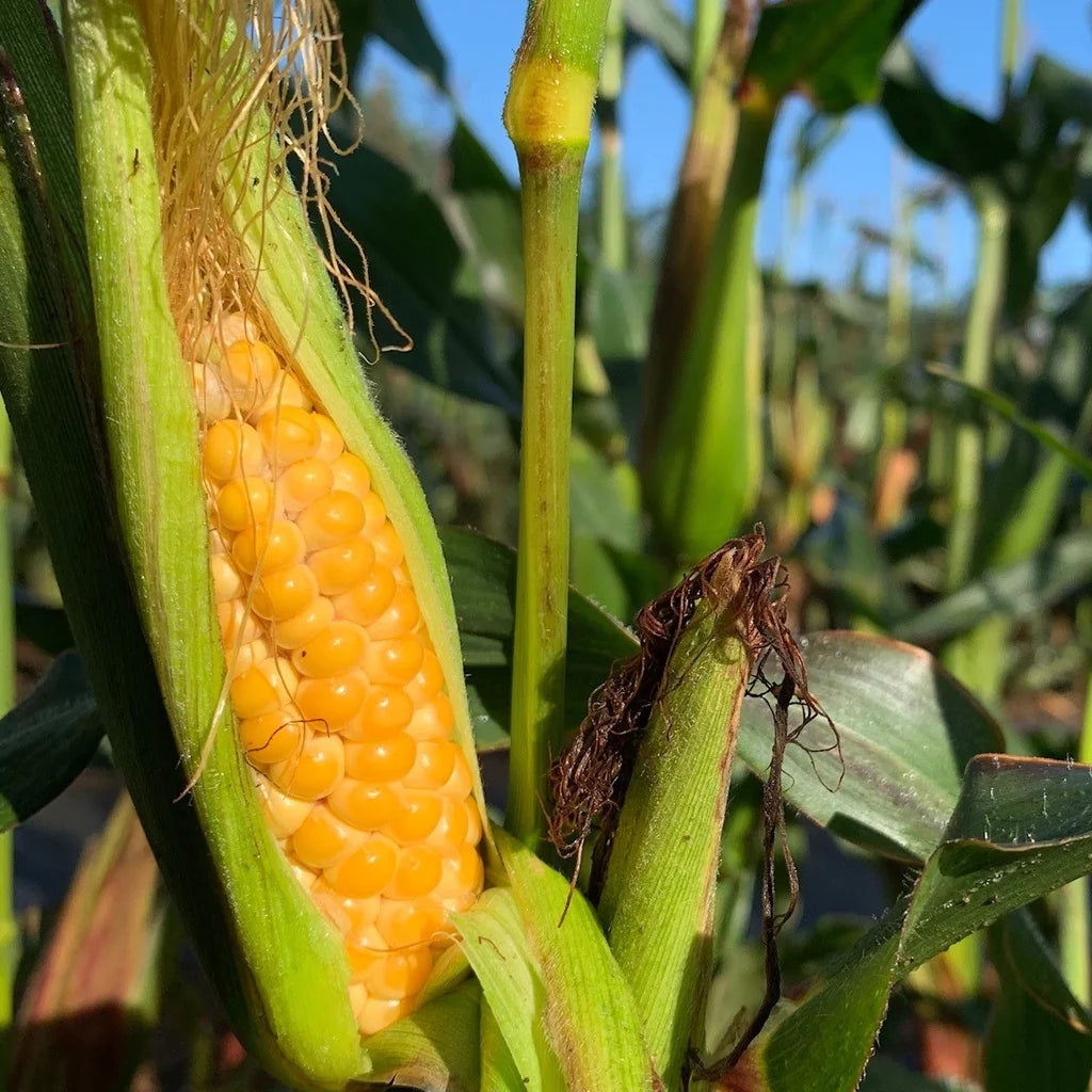Maïs Orchard Baby (<em>Zea mays</em> ‘Orchard Baby’)