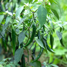 Piment fort Prik Chi Faa (<em>Capsicum annuum</em> ‘Prik Chi Faa’)