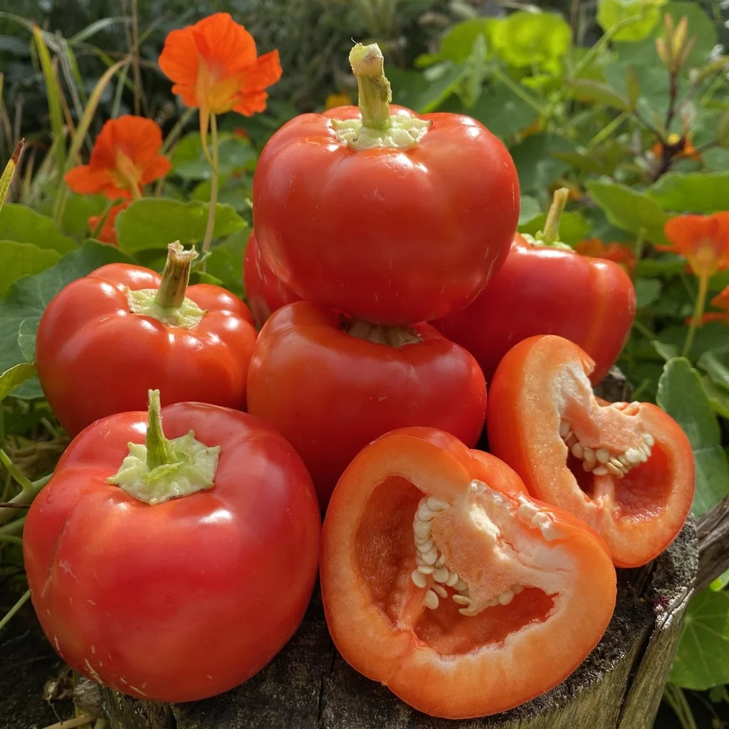Poivron Klari Baby Cheese (<em>Capsicum annuum</em> ‘Klari Baby Cheese’)