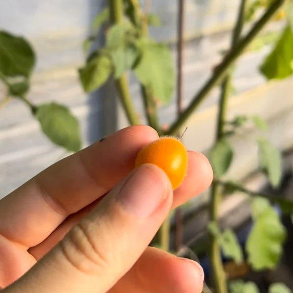 Tamarillo nain. Petit fruit orange tenu entre les doigts, devant la plante. Le cadrage permet de voir les formes, les couleurs et les détails du sujet représenté. Les contours se détachent du fond de l’image, avec des différences de teinte et de texture visibles sur les surfaces. Cette vue accompagne la présentation du produit dans la boutique.