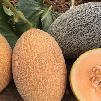 Semences Hortinova de Melon ananas 'Castro' F1, produit destiné au potager et présenté pour identifier clairement le cultivar avant le semis. Vue 1 de l'emballage ou du produit, à utiliser comme repère visuel avec les conseils de culture, l'exposition, l'arrosage et la récolte indiqués dans la fiche française de Pépinière.ca.