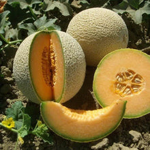 Cantaloupe 'Vidal' F1