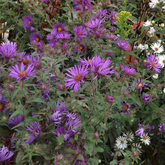 Des fleurs violettes aux pétales étroits rayonnent autour de petits centres jaune orangé. Les fleurs se répartissent sur des tiges fines, entre de nombreuses feuilles vertes allongées. Certains boutons sont encore serrés et pourpres. Quelques petites fleurs blanches apparaissent sur le côté droit, dans un fond très rempli de tiges, de feuilles et de corolles.