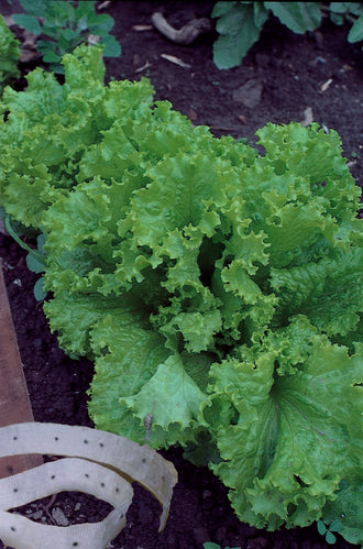 Photographie de Laitue frisée sur ruban (Lactuca sativa), sélection proposée en semences W.H. Perron. Le visuel présente l’apparence de la plante ou de sa récolte et permet d’en observer les formes et les couleurs. Cette vue illustre les caractéristiques visibles de la sélection, dans une présentation destinée à accompagner son identification et à montrer son intérêt au jardin.
