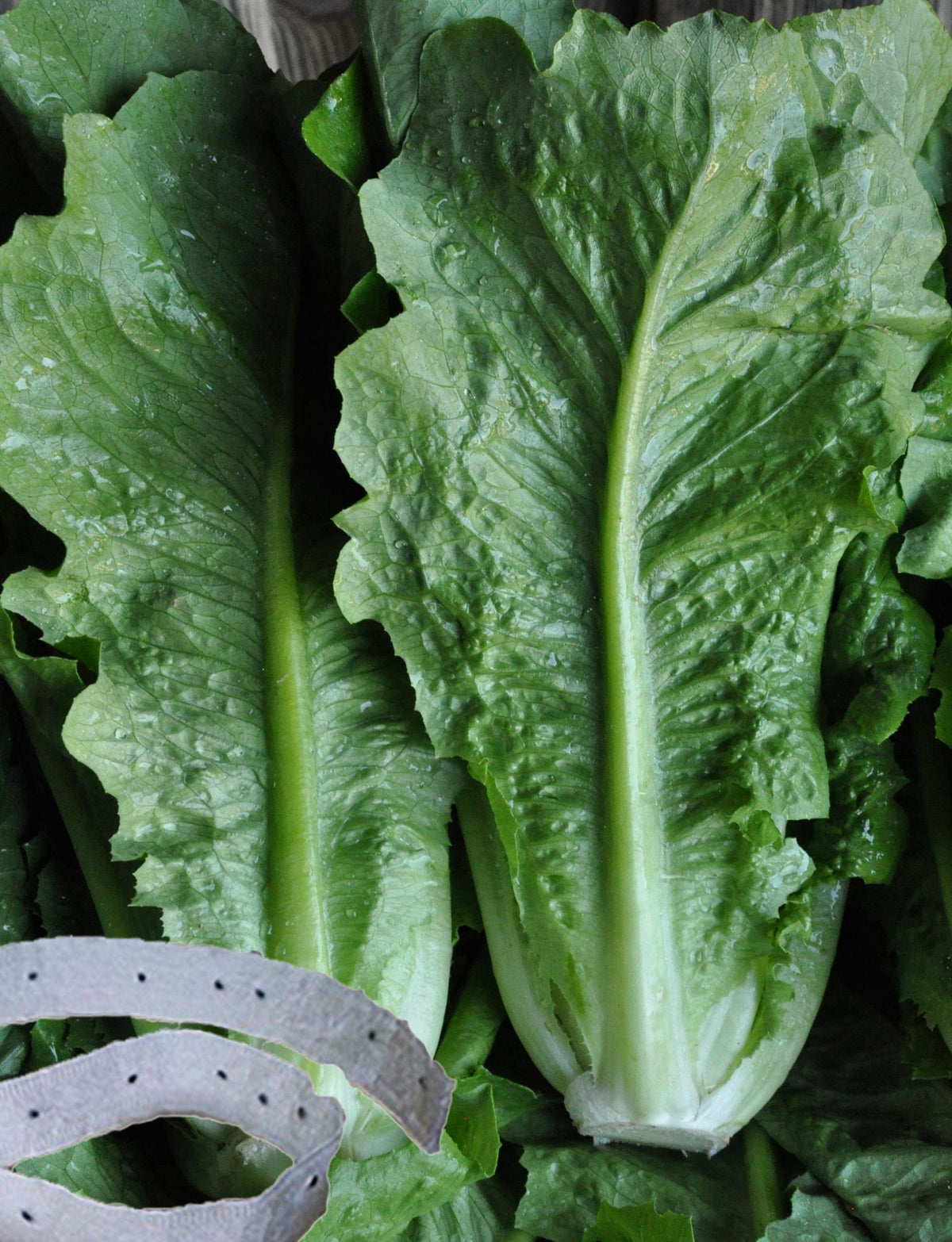 Photographie de Laitue romaine sur ruban (Lactuca sativa), sélection proposée en semences W.H. Perron. Le visuel présente l’apparence de la plante ou de sa récolte et permet d’en observer les formes et les couleurs. Cette vue illustre les caractéristiques visibles de la sélection, dans une présentation destinée à accompagner son identification et à montrer son intérêt au jardin.