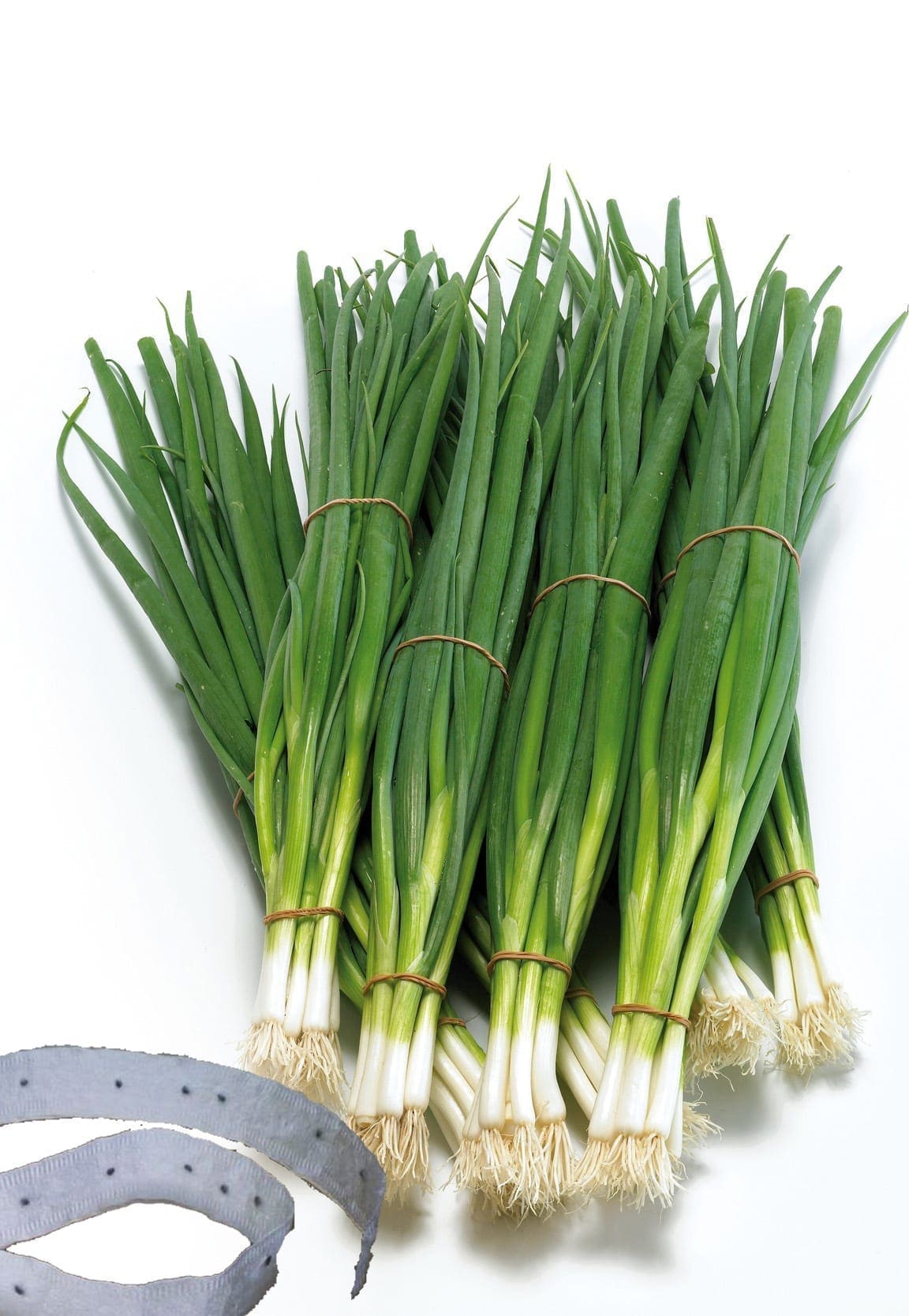 Photographie de Oignon à botteler sur ruban (Allium cepa ‘White Lisbon’), sélection proposée en semences W.H. Perron. Le visuel présente l’apparence de la plante ou de sa récolte et permet d’en observer les formes et les couleurs. Cette vue illustre les caractéristiques visibles de la sélection, dans une présentation destinée à accompagner son identification et à montrer son intérêt au jardin.