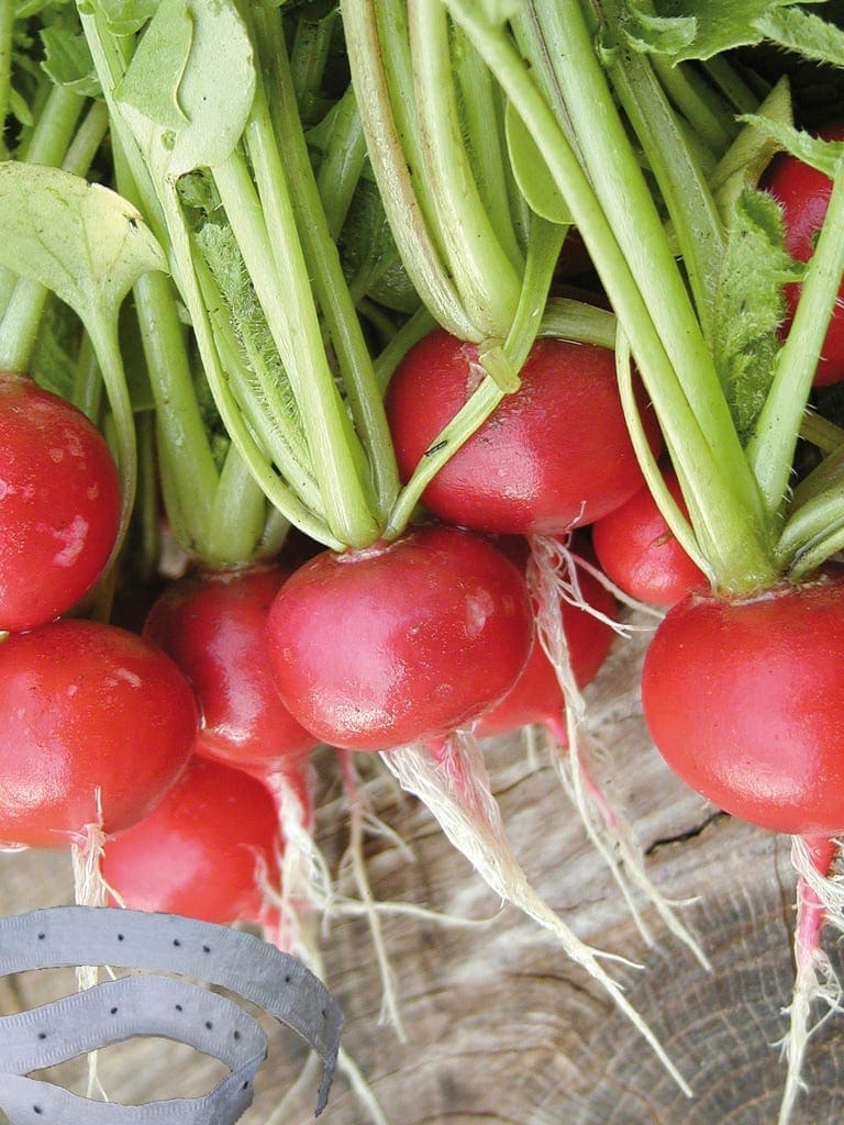 Photographie de Radis sur ruban (Raphanus sativus ‘Cherry Belle’), sélection proposée en semences W.H. Perron. Le visuel présente l’apparence de la plante ou de sa récolte et permet d’en observer les formes et les couleurs. Cette vue illustre les caractéristiques visibles de la sélection, dans une présentation destinée à accompagner son identification et à montrer son intérêt au jardin.
