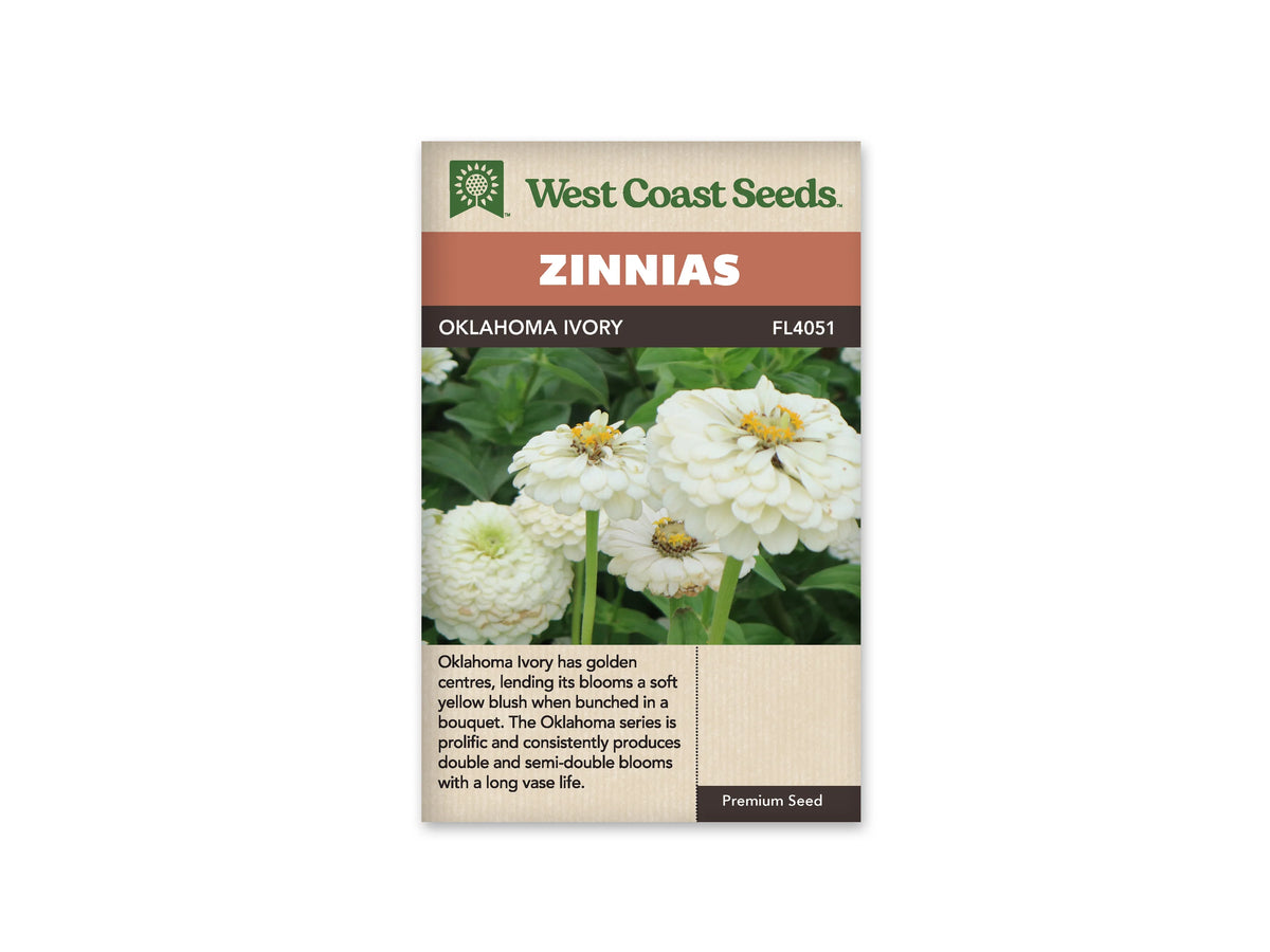 Sachet West Coast Seeds Oklahoma Ivory illustré de fleurs blanc ivoire portées par des tiges vertes. Les pétales sont superposés en plusieurs rangs, avec de petites fleurs jaunes au centre de certaines têtes. Le feuillage vert remplit le fond. Le nom de la sélection se lit dans le bandeau brun au-dessus de la photo.