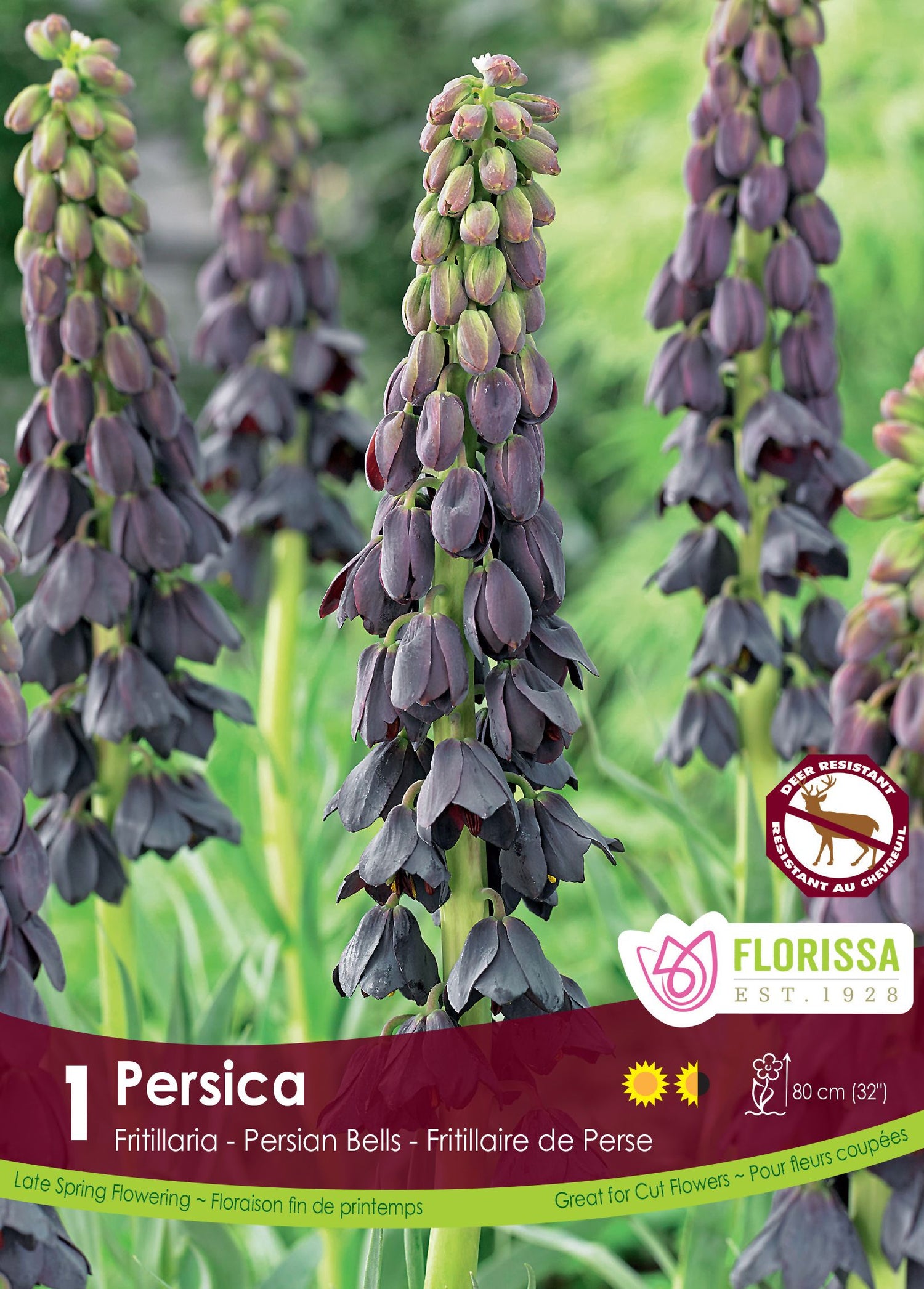 Persica Fritillaria