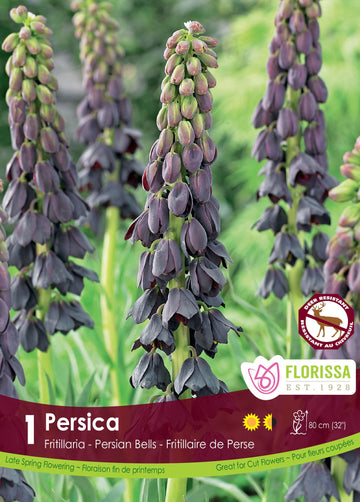 Persica Fritillaria