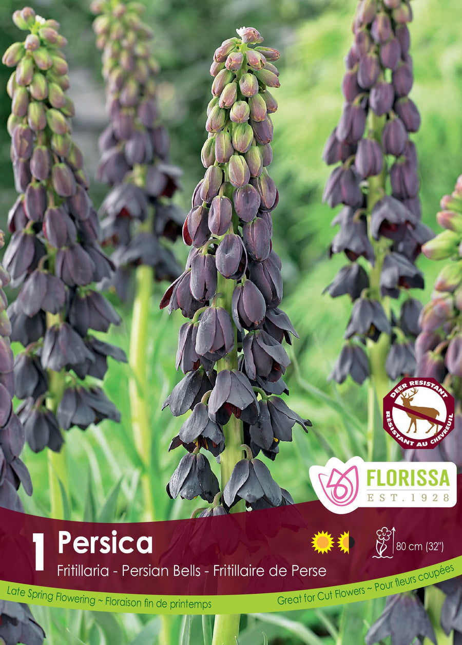 Fritillaria persica