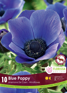 Anémone De Caen ‘Blue Poppy’ (<em>Anemone coronaria</em> ‘Blue Poppy’)