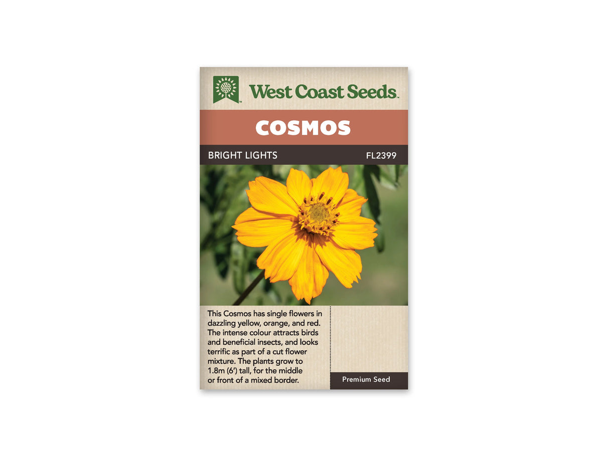 Sachet Bright Lights de West Coast Seeds sur fond blanc. La photo montre une fleur jaune orangé aux pétales larges légèrement dentés, autour d’un centre doré avec des éléments plus foncés. Sa tige apparaît devant un arrière-plan vert flou. Le bandeau orangé indique Cosmos; Bright Lights et la référence FL2399 figurent dans la bande brune.