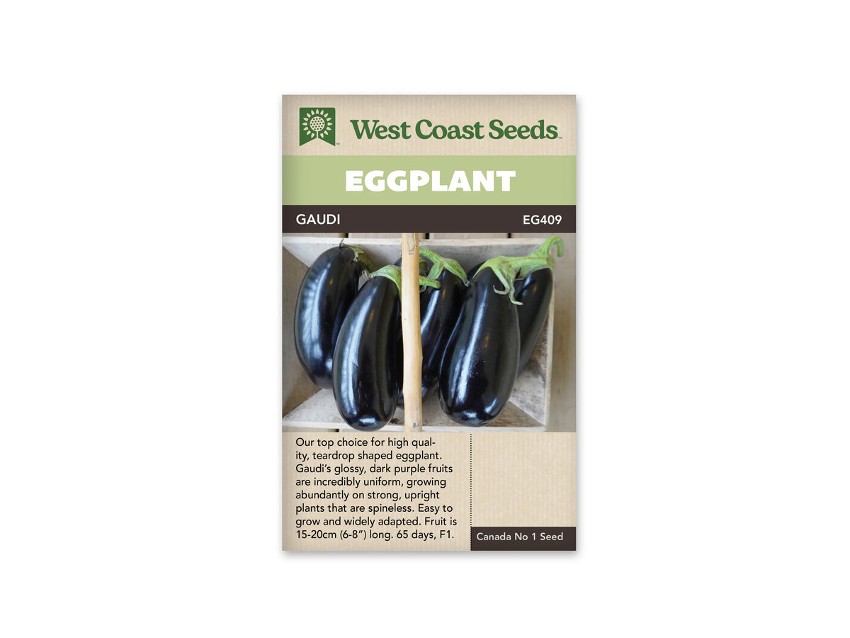 Sachet Gaudi de West Coast Seeds, avec une bande vert pâle et le nom sur une bande sombre. La photo montre plusieurs aubergines allongées violet très foncé, lisses et brillantes, rangées dans une petite caisse en bois. Les calices sont verts. Le bas du sachet présente une zone beige avec du texte.