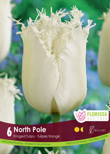 Tulipe North Pole ( Tulipa ) : une tulipe blanche aux pétales très frangés. Le visuel Florissa présente la plante et son nom dans la partie inférieure de l’étiquette. La photographie occupe presque toute la surface, tandis que le bandeau du bas rassemble les indications du produit. Cette vue permet de reconnaître son apparence et de distinguer la variété présentée.