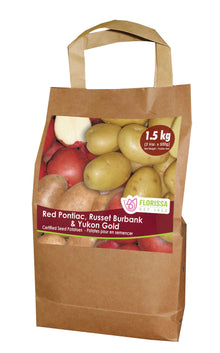 Pomme de terre ‘Combo Sack C1’ ( Solanum tuberosum ) : un sac en papier à poignées illustré de pommes de terre de plusieurs couleurs. La présentation montre l’emballage avec une illustration du produit et son nom imprimé sur l’étiquette. Les informations sont regroupées sur la face visible, tandis que la photographie met en évidence le contenu ou la plante illustrée. Cette vue vous aide à reconnaître le produit présenté et son conditionnement.