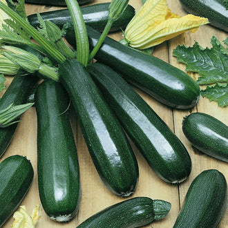 Semences Hortinova de Zucchini 'Tristan' F1, produit destiné au potager et présenté pour identifier clairement le cultivar avant le semis. Vue 1 de l'emballage ou du produit, à utiliser comme repère visuel avec les conseils de culture, l'exposition, l'arrosage et la récolte indiqués dans la fiche française de Pépinière.ca. Pour Zucchini 'Tristan' F1, des observations régulières permettent d'ajuster les soins aux conditions réelles du jardin.