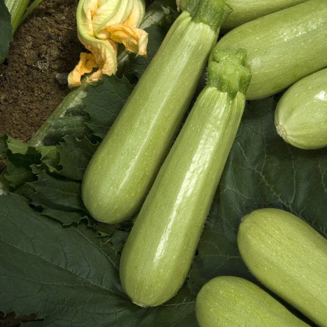 Semences Hortinova de Zucchini 'Lektor' F1, produit destiné au potager et présenté pour identifier clairement le cultivar avant le semis. Vue 1 de l'emballage ou du produit, à utiliser comme repère visuel avec les conseils de culture, l'exposition, l'arrosage et la récolte indiqués dans la fiche française de Pépinière.ca. Pour Zucchini 'Lektor' F1, des observations régulières permettent d'ajuster les soins aux conditions réelles du jardin.