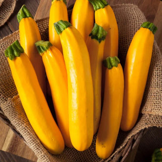 Semences Hortinova de Zucchini jaune 'Rocco' F1, produit destiné au potager et présenté pour identifier clairement le cultivar avant le semis. Vue 1 de l'emballage ou du produit, à utiliser comme repère visuel avec les conseils de culture, l'exposition, l'arrosage et la récolte indiqués dans la fiche française de Pépinière.ca.