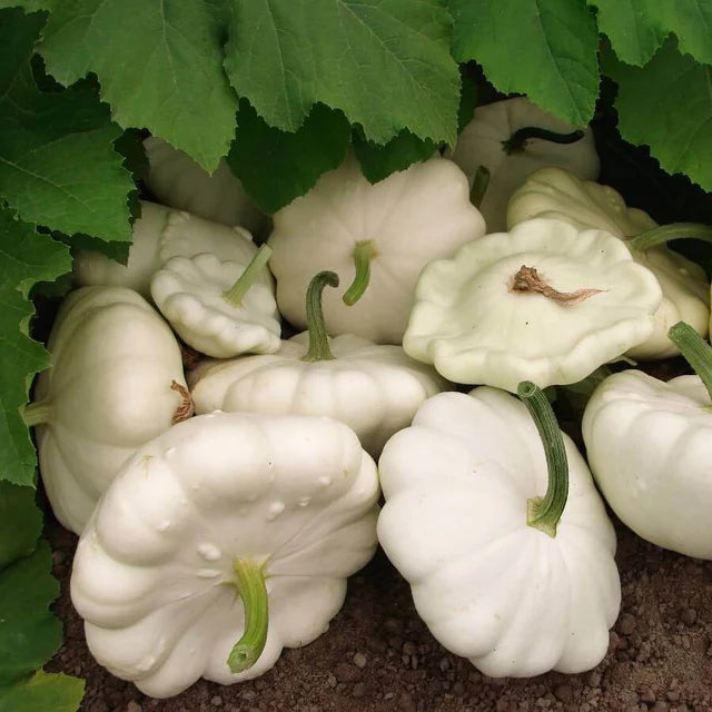 Semences Hortinova de Pâtisson 'Alba', produit destiné au potager et présenté pour identifier clairement le cultivar avant le semis. Vue 1 de l'emballage ou du produit, à utiliser comme repère visuel avec les conseils de culture, l'exposition, l'arrosage et la récolte indiqués dans la fiche française de Pépinière.ca. Pour Pâtisson 'Alba', des observations régulières permettent d'ajuster les soins aux conditions réelles du jardin.