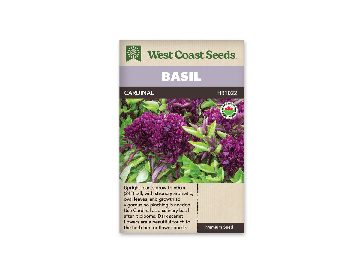 Sachet West Coast Seeds de Basilic ‘Cardinal’, présenté de face sur fond blanc. La photographie montre plusieurs grosses inflorescences pourpres et rouge sombre entourées de feuilles vertes. Le contraste entre les grappes florales denses et le feuillage domine l’image du sachet. Un bandeau mauve indique BASIL, au-dessus du nom imprimé sur fond foncé. Le bas beige contient un texte descriptif en anglais.