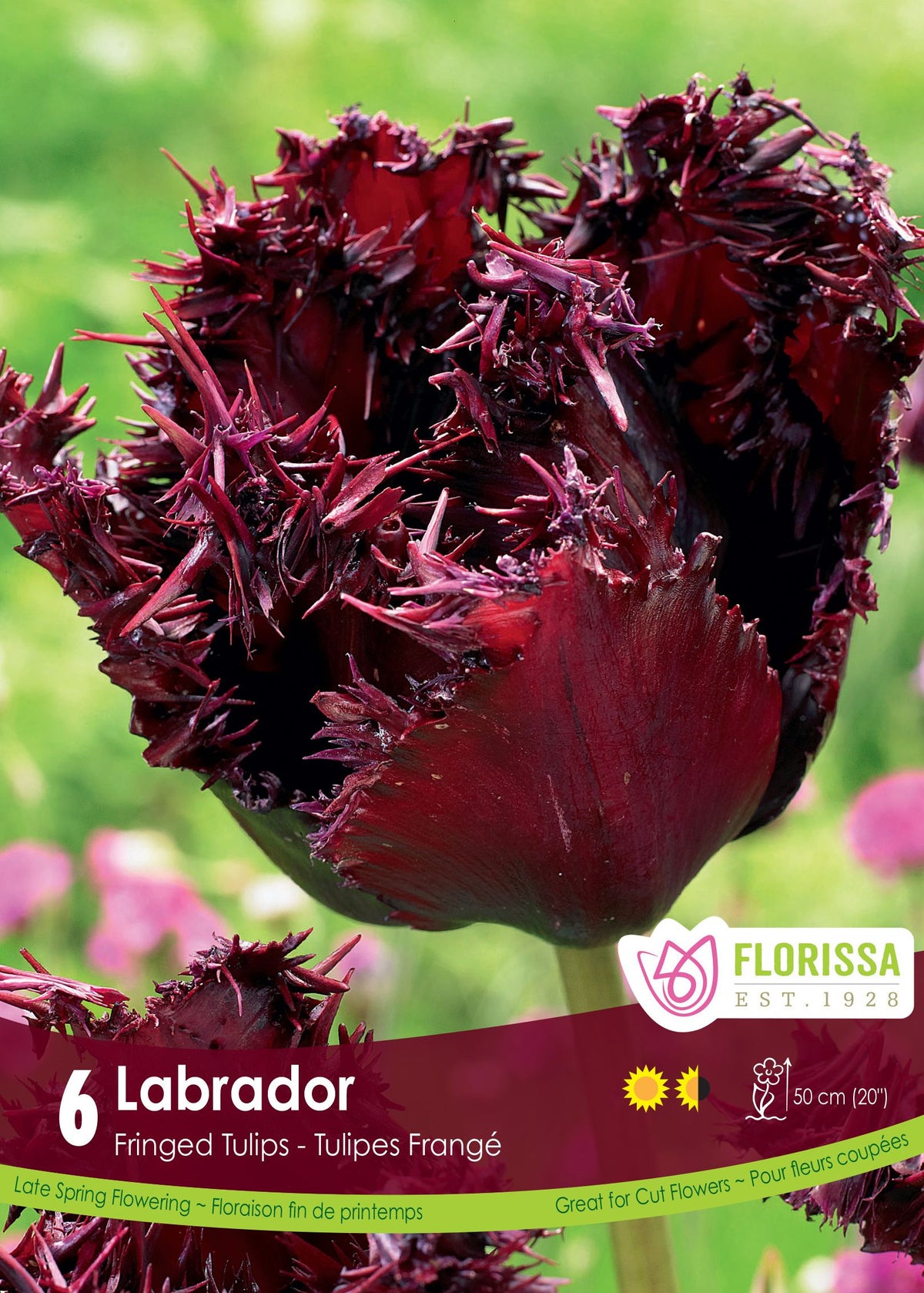 Tulipe Labrador ( Tulipa ) : une tulipe bordeaux très foncé aux pétales fortement frangés. Le visuel Florissa présente la plante et son nom dans la partie inférieure de l’étiquette. La photographie occupe presque toute la surface, tandis que le bandeau du bas rassemble les indications du produit. Cette vue permet de reconnaître son apparence et de distinguer la variété présentée.