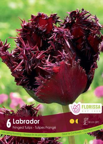 Tulipe Labrador ( Tulipa ) : une tulipe bordeaux très foncé aux pétales fortement frangés. Le visuel Florissa présente la plante et son nom dans la partie inférieure de l’étiquette. La photographie occupe presque toute la surface, tandis que le bandeau du bas rassemble les indications du produit. Cette vue permet de reconnaître son apparence et de distinguer la variété présentée.