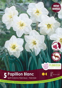 Narcisse Papillon Blanc