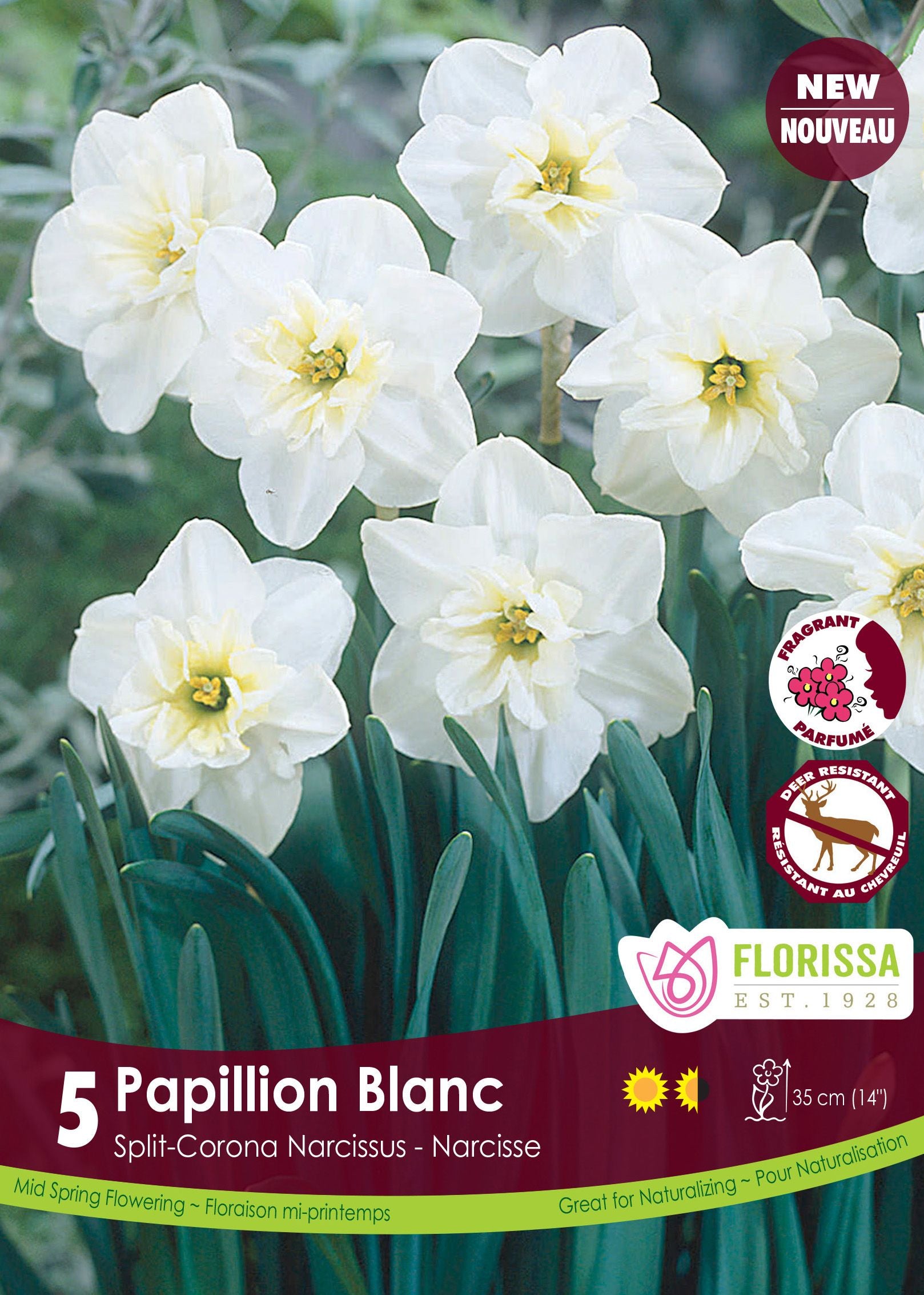 Narcisse Papillon Blanc