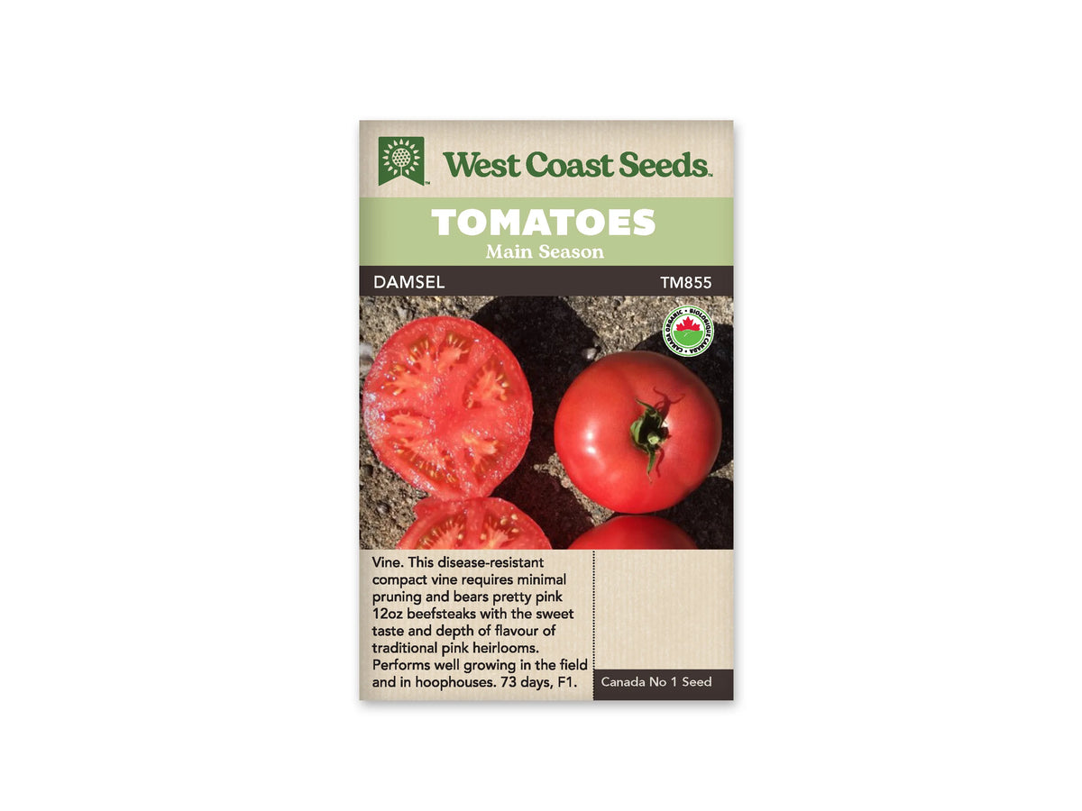 Sachet West Coast Seeds portant les mentions Tomatoes, Main Season et Damsel. La photo montre une tomate rose rouge entière et des coupes du fruit sur une surface sombre. La chair et les loges sont bien visibles. Un logo biologique rond apparaît à droite. Le nom figure sur une bande foncée sous le bandeau vert.
