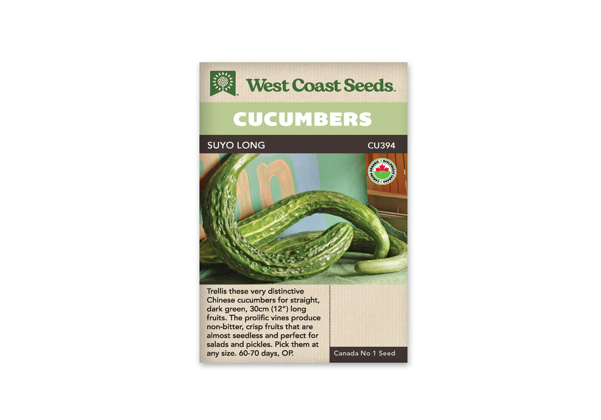 Sachet beige de semences Suyo Long avec une bande verte au-dessus du nom. La photographie montre plusieurs longs concombres verts, fortement courbés, à peau striée et bosselée. Ils reposent sur une surface verte devant un fond coloré. Un logo biologique canadien apparaît à droite de la photo. Le texte anglais se situe dans la partie inférieure.