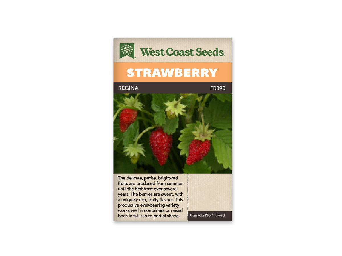 Sachet de semences beige avec une bande orange au-dessus du nom Regina inscrit sur une bande brune. La photo montre plusieurs petites fraises rouges pointues parmi des feuilles vertes, avec deux fruits immatures encore pâles. Le sachet est présenté de face sur un fond blanc. Un texte en anglais apparaît sous la photographie.