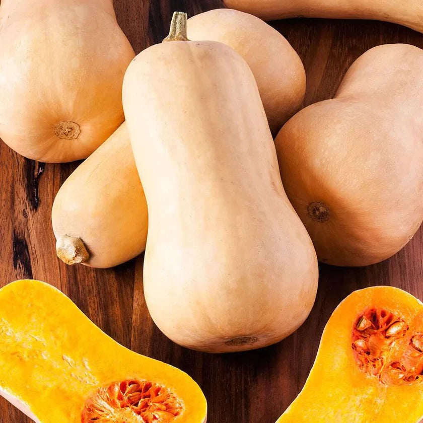 Semences Hortinova de Courge 'Butternut Queen', produit destiné au potager et présenté pour identifier clairement le cultivar avant le semis. Vue 1 de l'emballage ou du produit, à utiliser comme repère visuel avec les conseils de culture, l'exposition, l'arrosage et la récolte indiqués dans la fiche française de Pépinière.ca. Pour Courge 'Butternut Queen', des observations régulières permettent d'ajuster les soins aux conditions réelles du jardin.