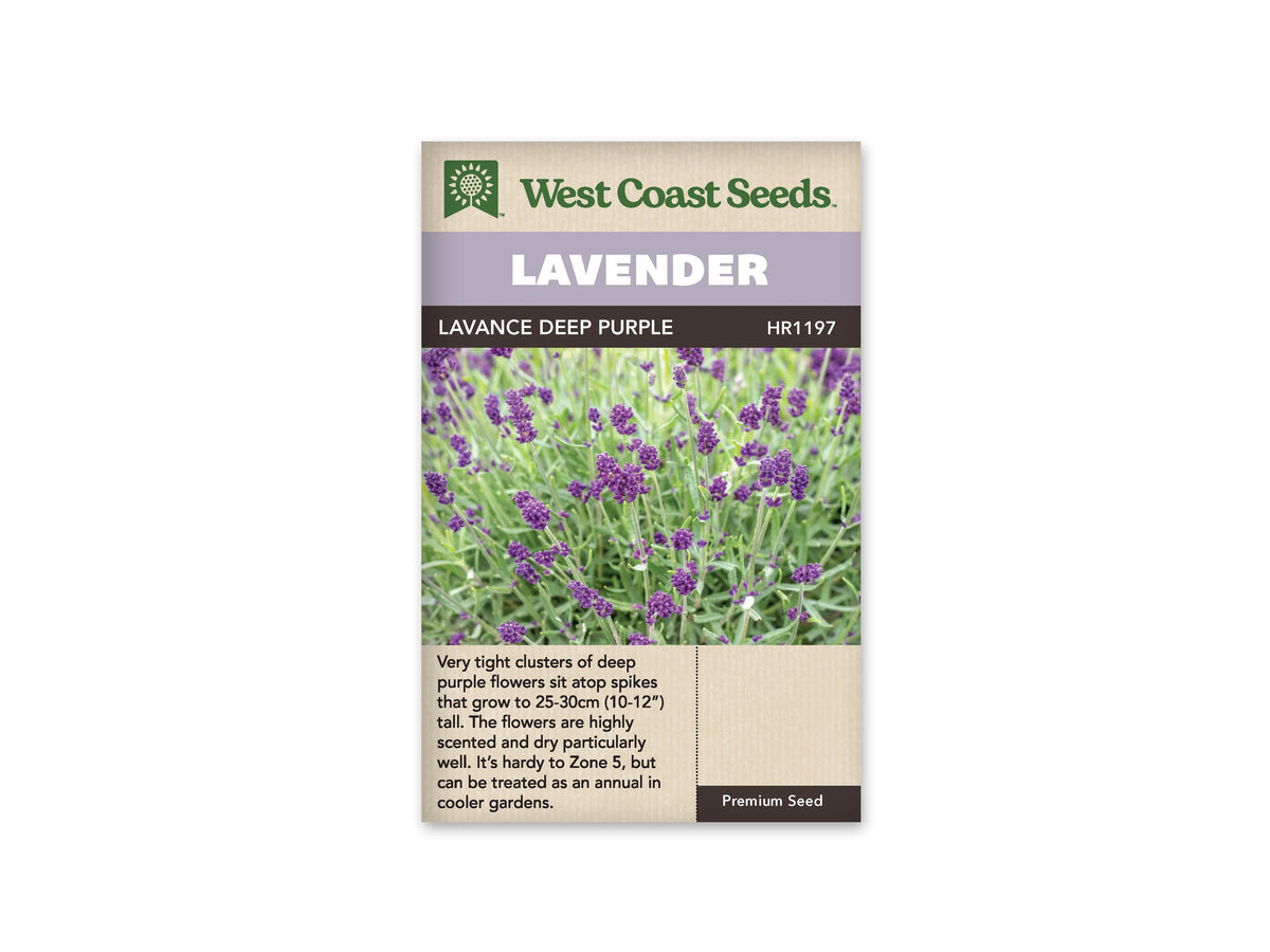Sachet de lavande Lavance Deep Purple West Coast Seeds présenté de face sur fond blanc. La photographie montre des épis pourpres serrés, portés par de fines tiges au-dessus d’un feuillage gris-vert. Le bandeau mauve porte le mot LAVENDER. Le nom LAVANCE DEEP PURPLE apparaît sous ce bandeau, et une description en anglais figure plus bas.