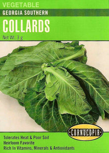 Visuel officiel de Cornucopia associé aux semences de Chou cavalier ‘Georgia Southern’, référence CS243. Les plantes peuvent atteindre environ 1,2 m (4 pi). Les grandes feuilles bleu-vert possèdent une saveur douce rappelant le chou et sont destinées à la cuisson. Le semencier annonce une récolte autour de 80 jours. Cette image accompagne la fiche de cette sélection et permet de repérer le produit correspondant dans le catalogue de semences.