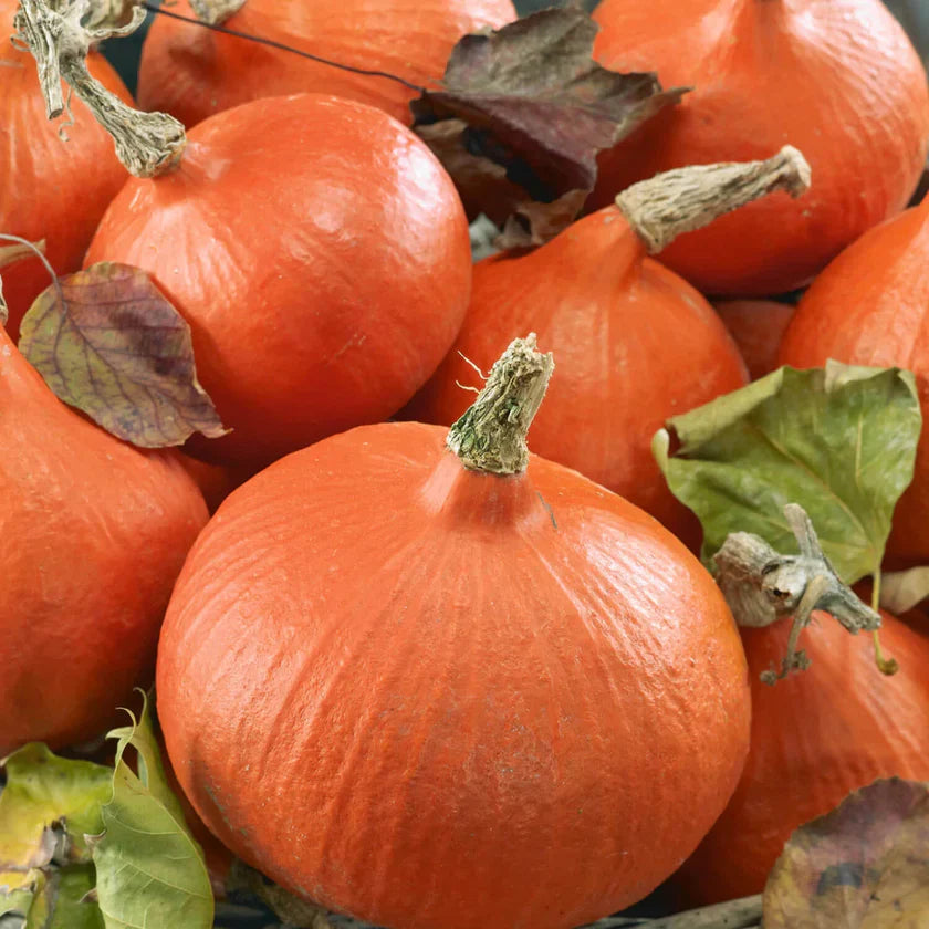 Semences Hortinova de Courge 'Uchiki Kuri', produit destiné au potager et présenté pour identifier clairement le cultivar avant le semis. Vue 1 de l'emballage ou du produit, à utiliser comme repère visuel avec les conseils de culture, l'exposition, l'arrosage et la récolte indiqués dans la fiche française de Pépinière.ca. Pour Courge 'Uchiki Kuri', des observations régulières permettent d'ajuster les soins aux conditions réelles du jardin.