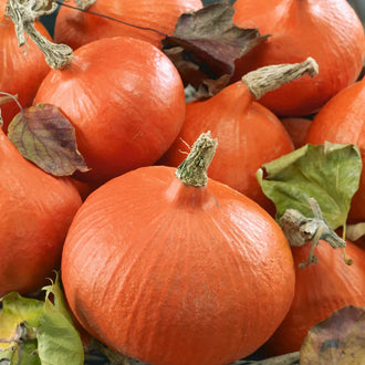 Semences Hortinova de Courge 'Uchiki Kuri', produit destiné au potager et présenté pour identifier clairement le cultivar avant le semis. Vue 1 de l'emballage ou du produit, à utiliser comme repère visuel avec les conseils de culture, l'exposition, l'arrosage et la récolte indiqués dans la fiche française de Pépinière.ca. Pour Courge 'Uchiki Kuri', des observations régulières permettent d'ajuster les soins aux conditions réelles du jardin.