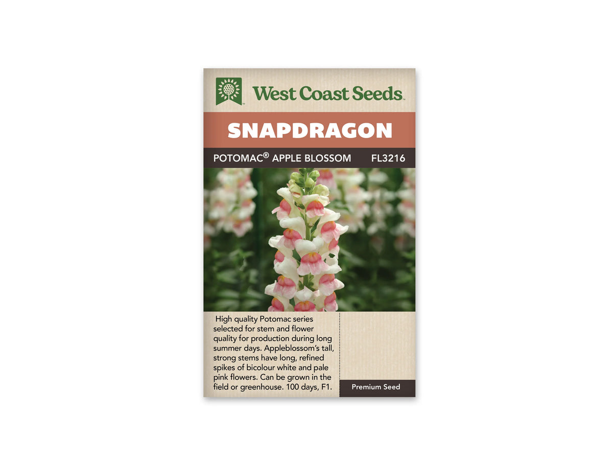 Sachet West Coast Seeds illustré par une photo de mufliers. Un épi de muflier présente des fleurs blanches teintées de rose pâle sur la lèvre inférieure, avec une gorge jaune. Des boutons verts et rosés se regroupent au sommet de la tige. D’autres épis semblables apparaissent derrière lui, parmi le feuillage vert. La fleur au premier plan montre nettement sa forme à deux lèvres.