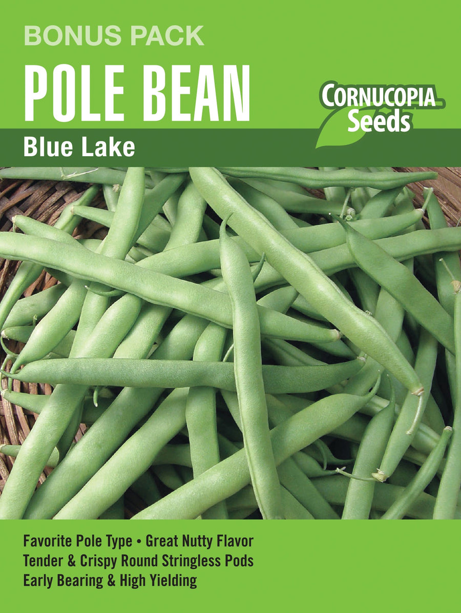 Visuel officiel de Cornucopia associé aux semences de Haricot grimpant ‘Blue Lake’, référence CS8502. Les tiges vigoureuses produisent des gousses vert foncé, rondes et lisses, d’environ 15 cm (6 po). Les jeunes gousses sont dépourvues de fils et possèdent une saveur soutenue. Le grand format convient à une plantation plus étendue.