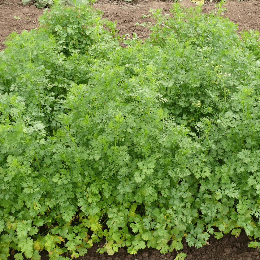 Semences Hortinova de Coriandre, produit destiné au potager et présenté pour identifier clairement le cultivar avant le semis. Vue 1 de l'emballage ou du produit, à utiliser comme repère visuel avec les conseils de culture, l'exposition, l'arrosage et la récolte indiqués dans la fiche française de Pépinière.ca. Pour Coriandre, des observations régulières permettent d'ajuster les soins aux conditions réelles du jardin.