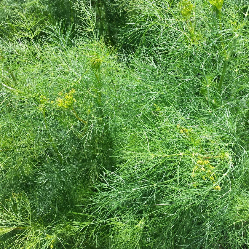 Semences Hortinova de Aneth 'Bushy', produit destiné au potager et présenté pour identifier clairement le cultivar avant le semis. Vue 1 de l'emballage ou du produit, à utiliser comme repère visuel avec les conseils de culture, l'exposition, l'arrosage et la récolte indiqués dans la fiche française de Pépinière.ca. Pour Aneth 'Bushy', des observations régulières permettent d'ajuster les soins aux conditions réelles du jardin.