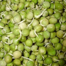 Pea sprouts, green pea microgreens