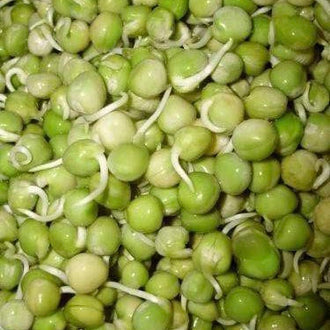 Image de Germe de pois Micropousse de pois vert ( Pisum sativum ). Germe de pois Micropousse de pois vert est destiné à la production de jeunes pousses dans un plateau propre et adapté à la germination alimentaire. Son nom botanique est Pisum sativum. La culture demande une répartition uniforme des graines, une humidité régulière et une bonne circulation d’air.