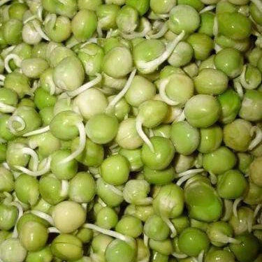 Germe de pois Micropousse de pois vert