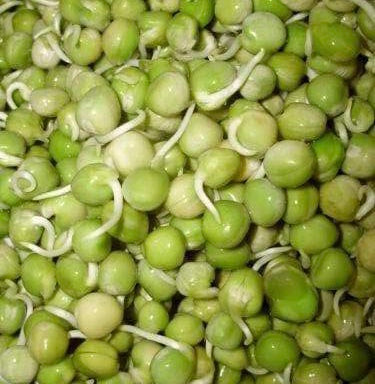 Semences Pois vert à germer (Pisum sativum)